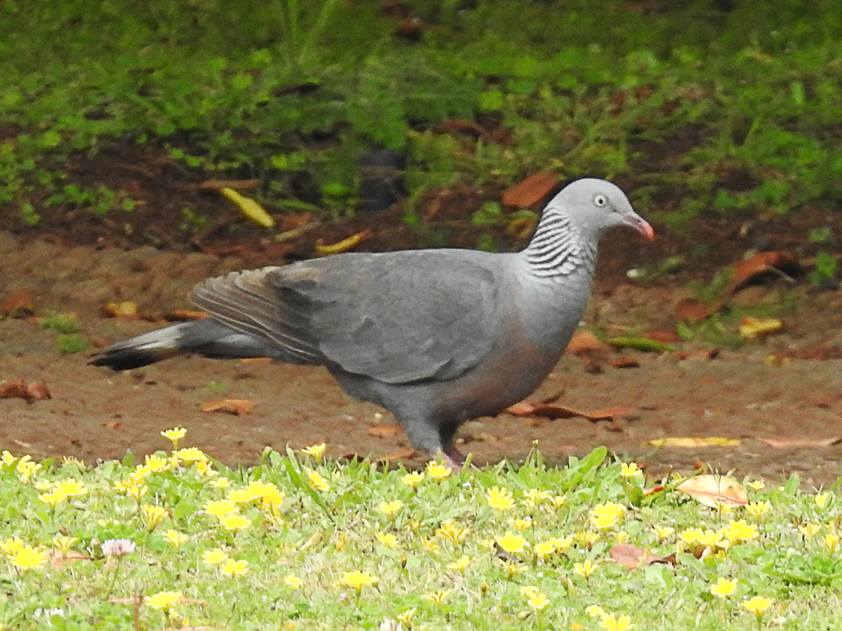 Trocaz Pigeon - ML620696916