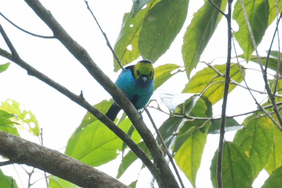 Paradise Tanager - ML620696925