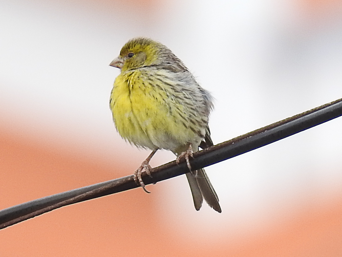 kanár divoký - ML620696929