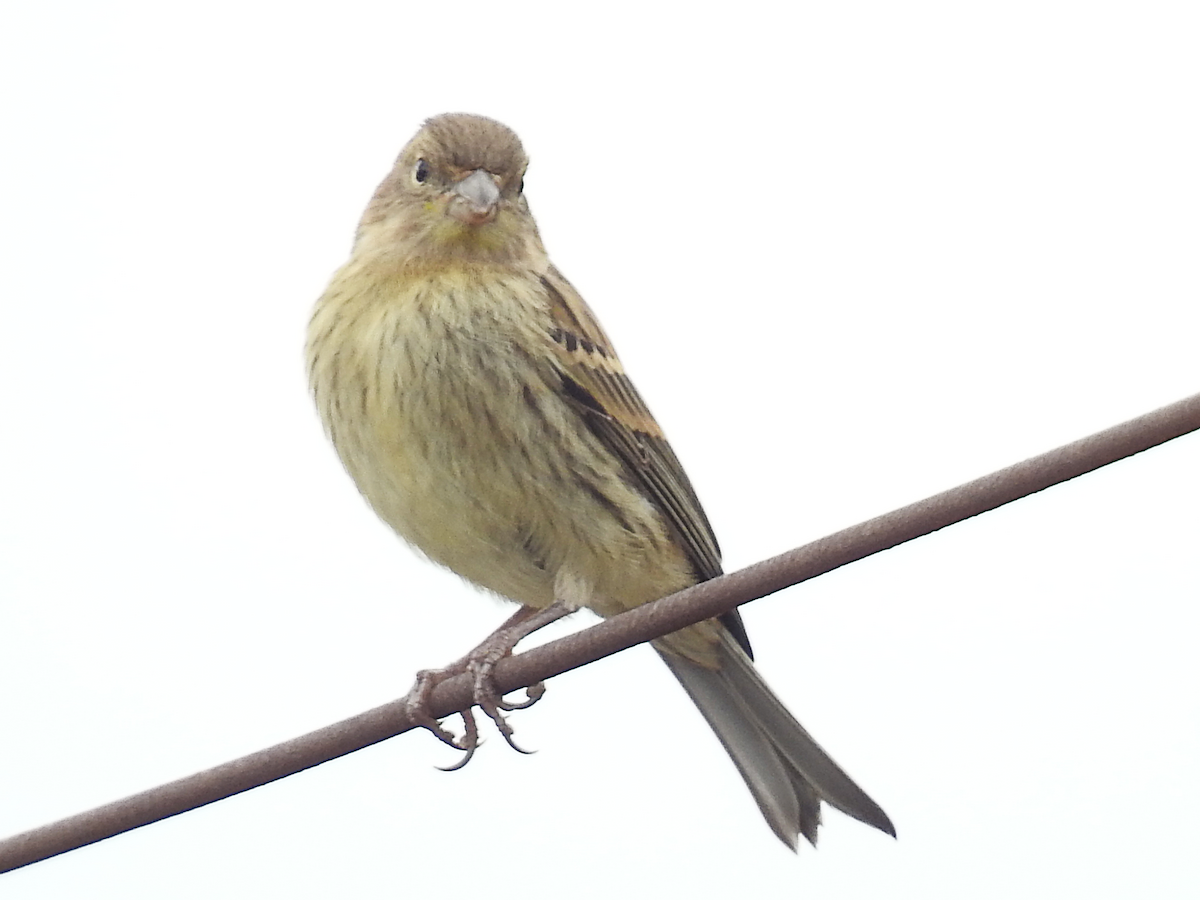 kanár divoký - ML620696930