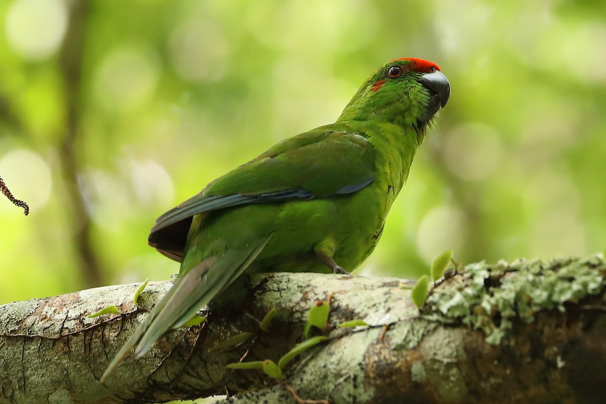 Norfolk Island Parakeet - ML620696931