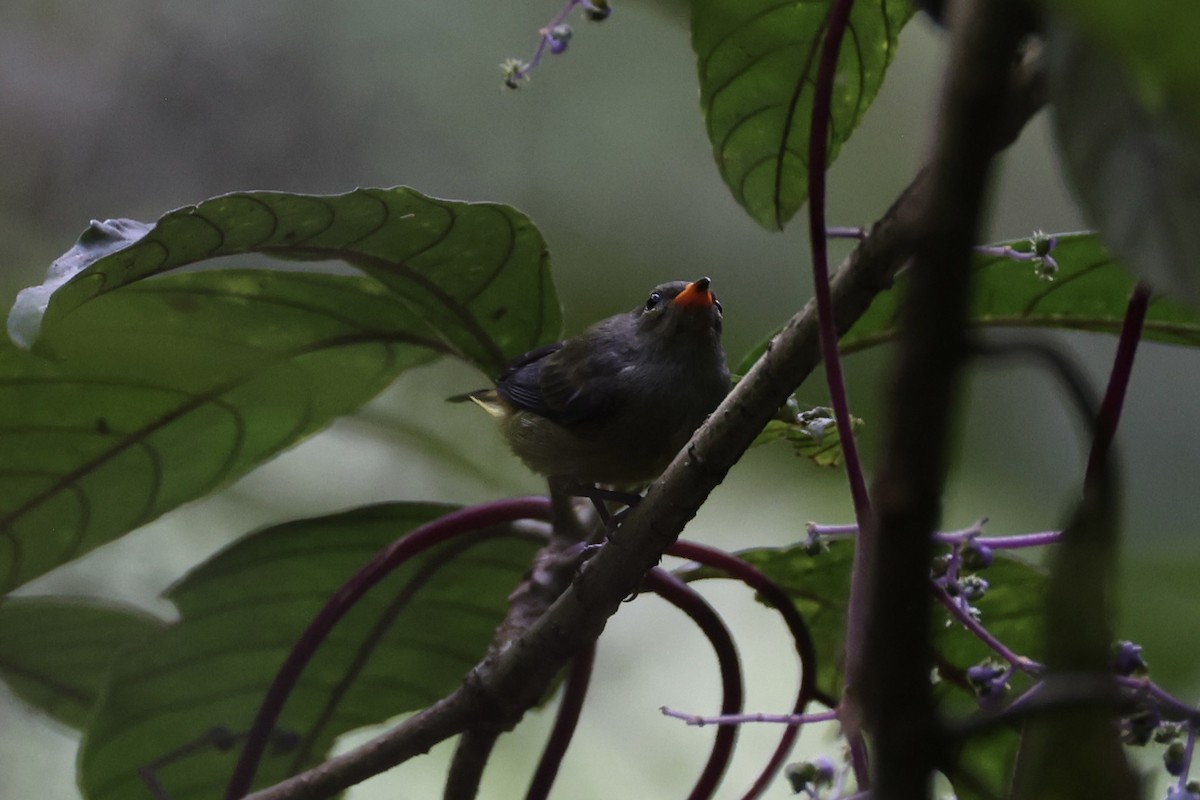 Orange-bellied Flowerpecker - ML620696937