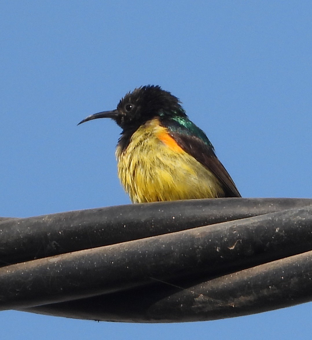 Variable Sunbird - ML620696942