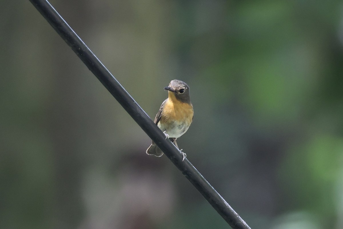 Hill Blue Flycatcher - ML620696945