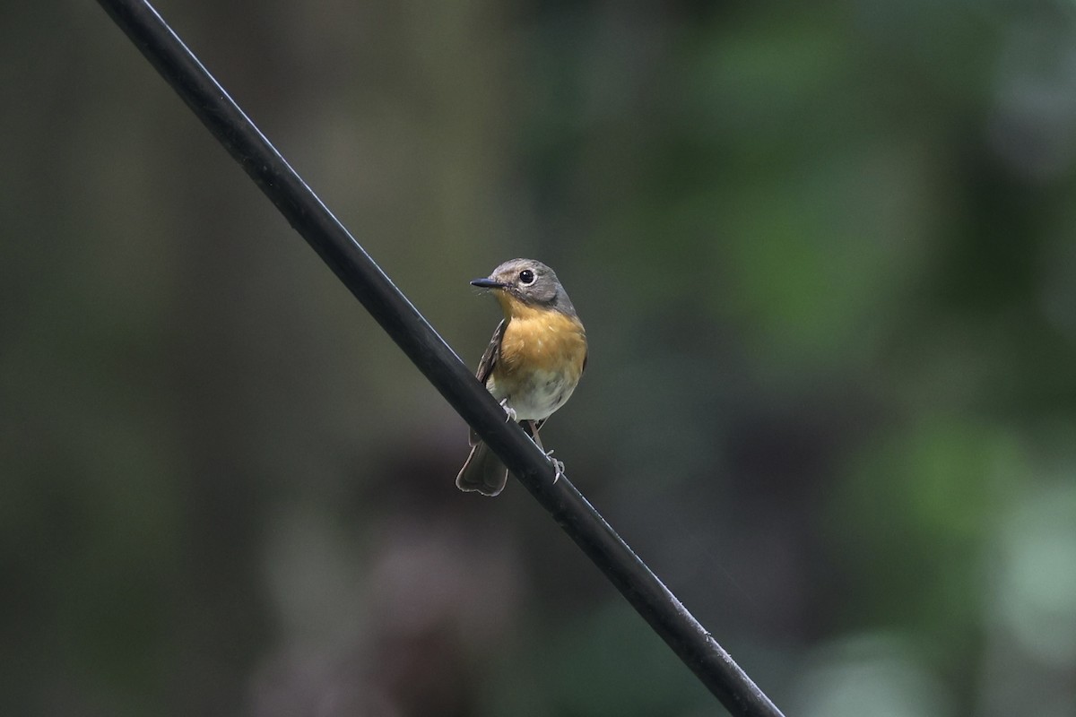 Hill Blue Flycatcher - ML620696946