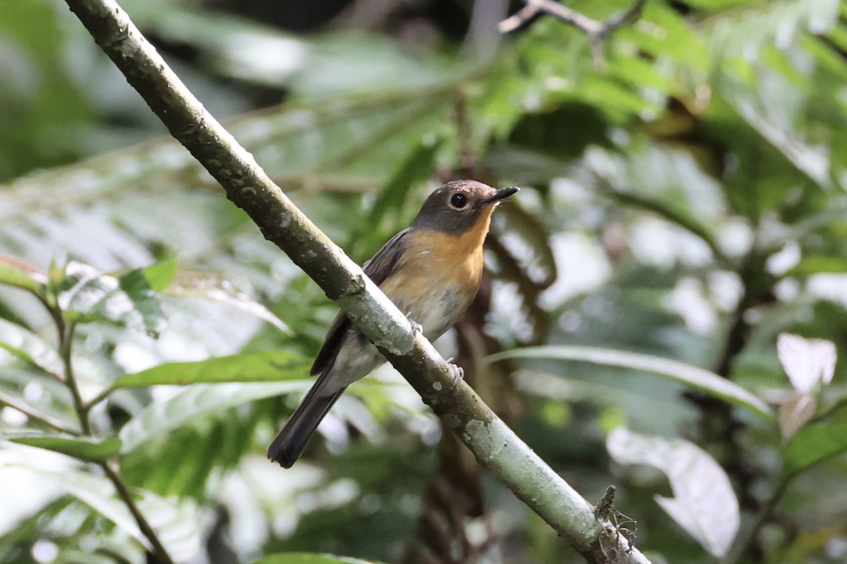 Hill Blue Flycatcher - ML620696949