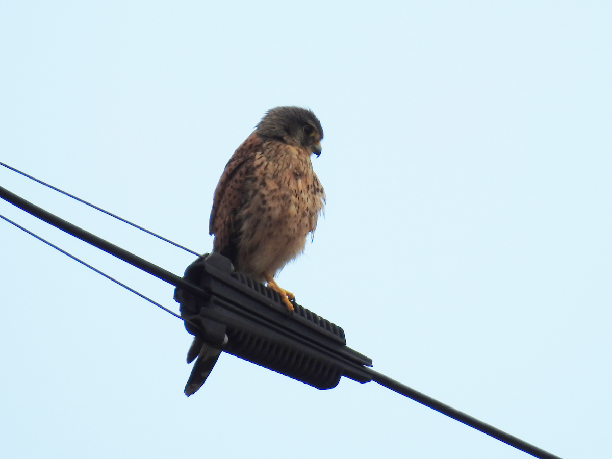 poštolka obecná - ML620696950