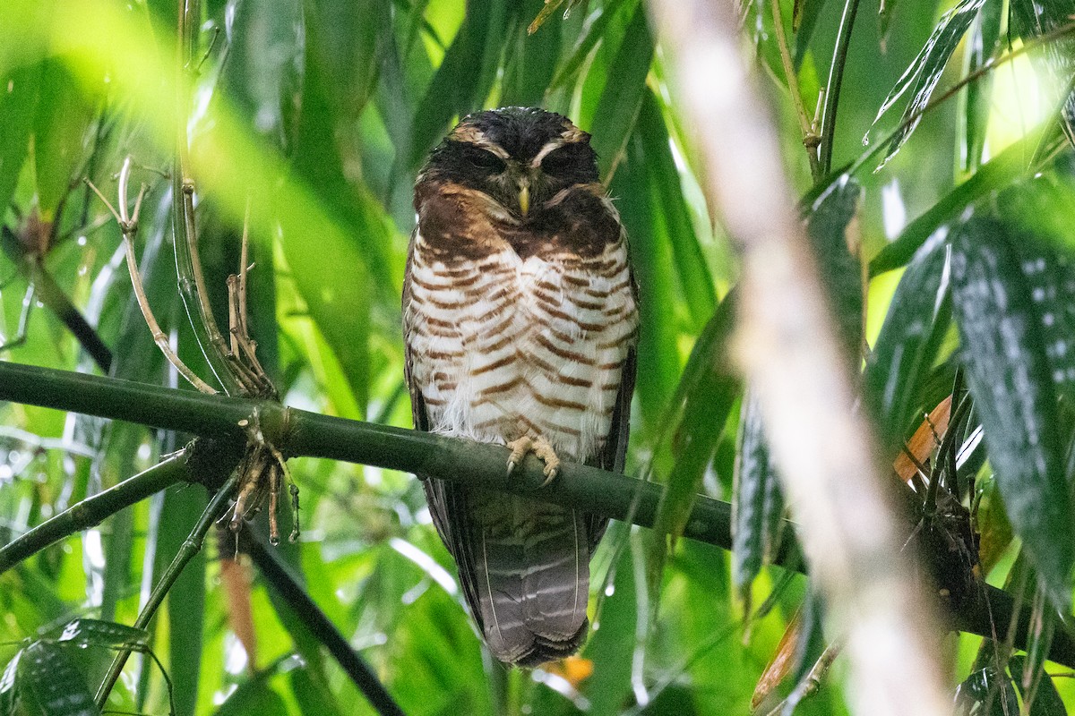 Band-bellied Owl - ML620696957