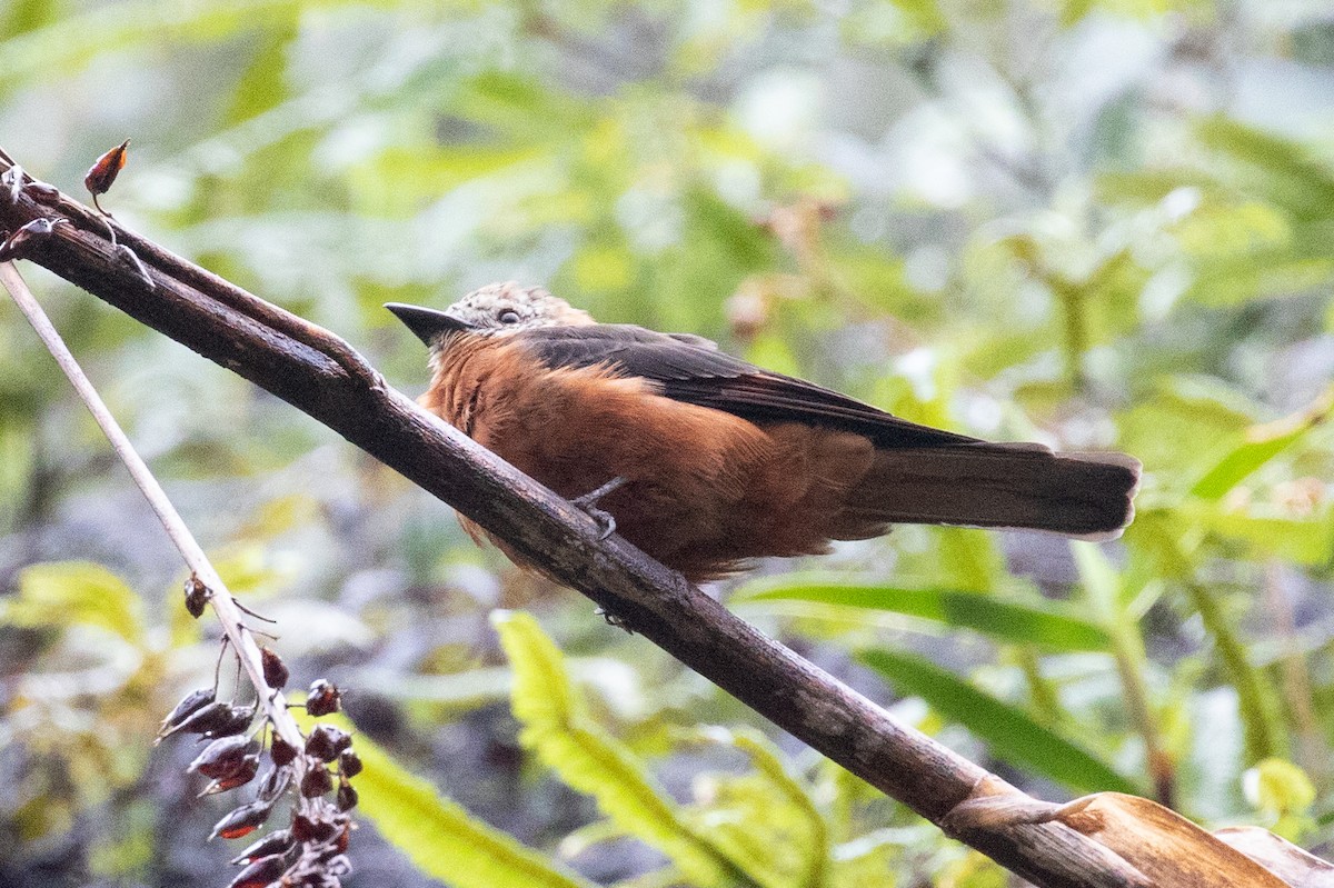 Cliff Flycatcher (Cliff) - Xiaoni Xu