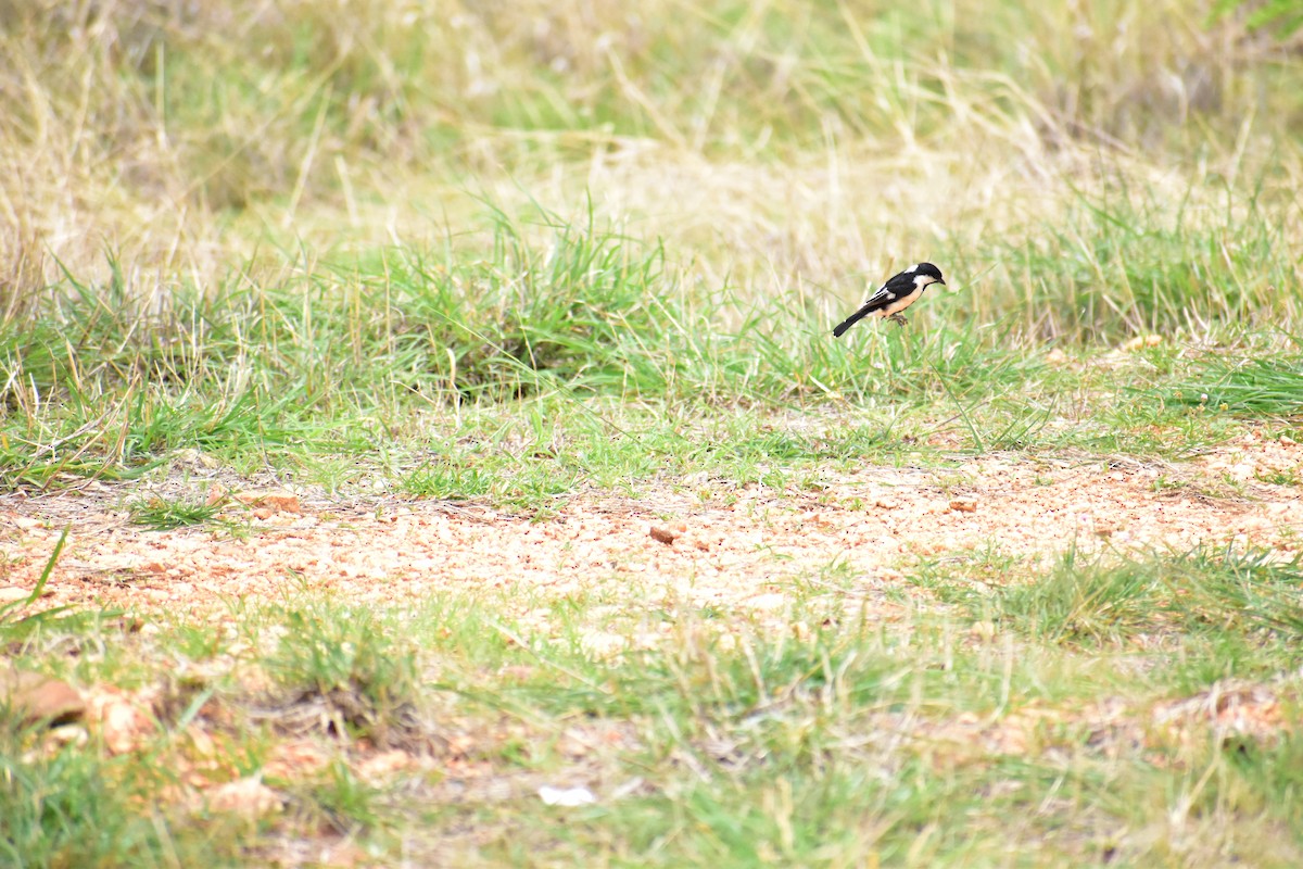 White-naped Tit - Tejas Mruthyunjaya