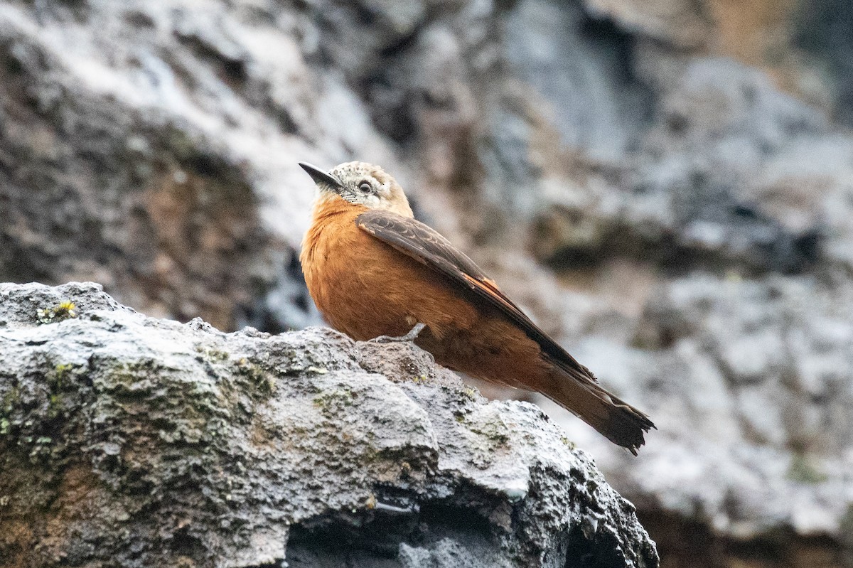 Cliff Flycatcher (Cliff) - ML620696960