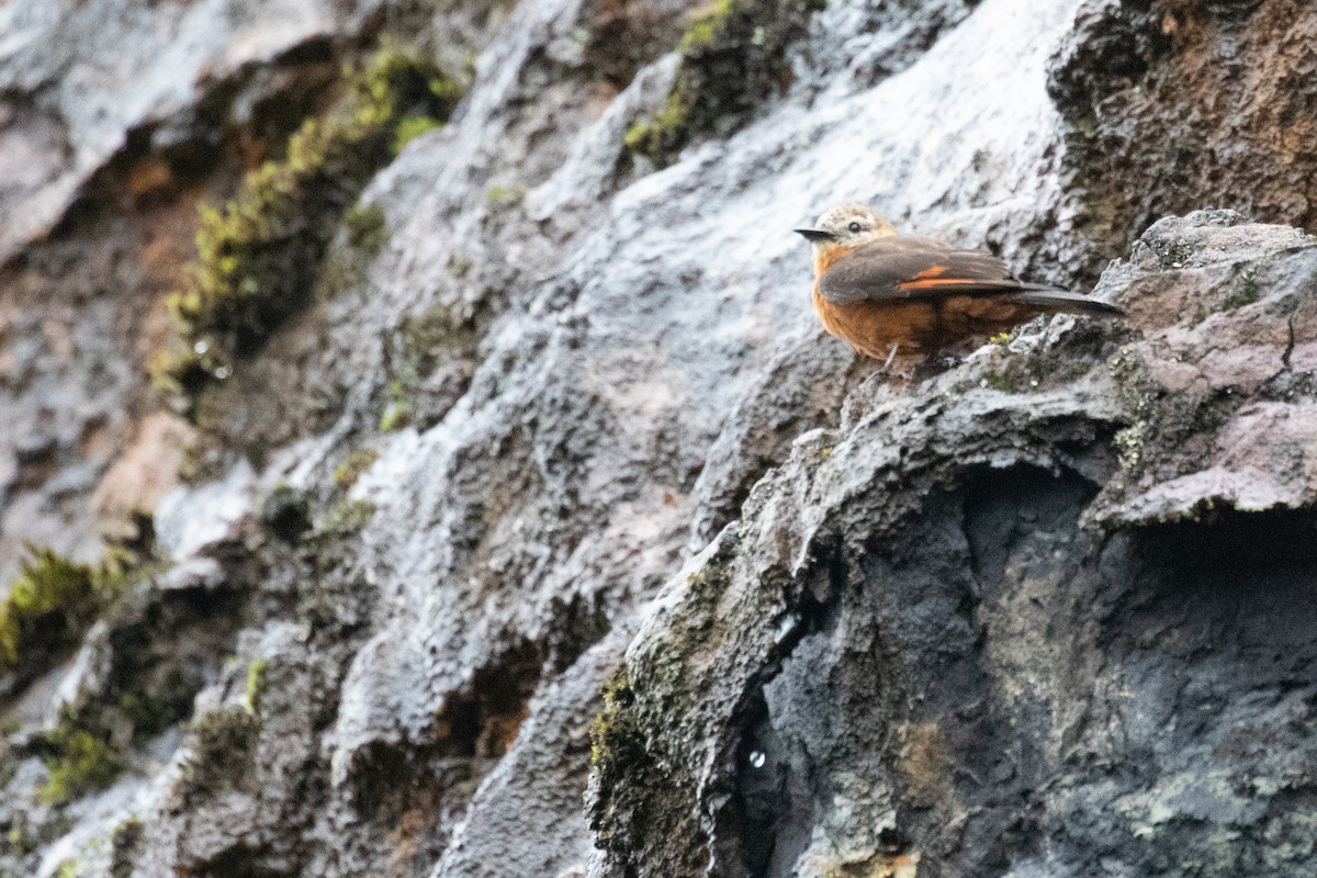 Cliff Flycatcher (Cliff) - ML620696961