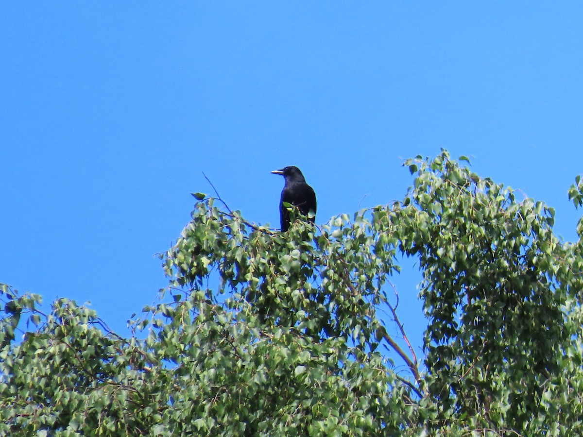 Carrion Crow - ML620696965