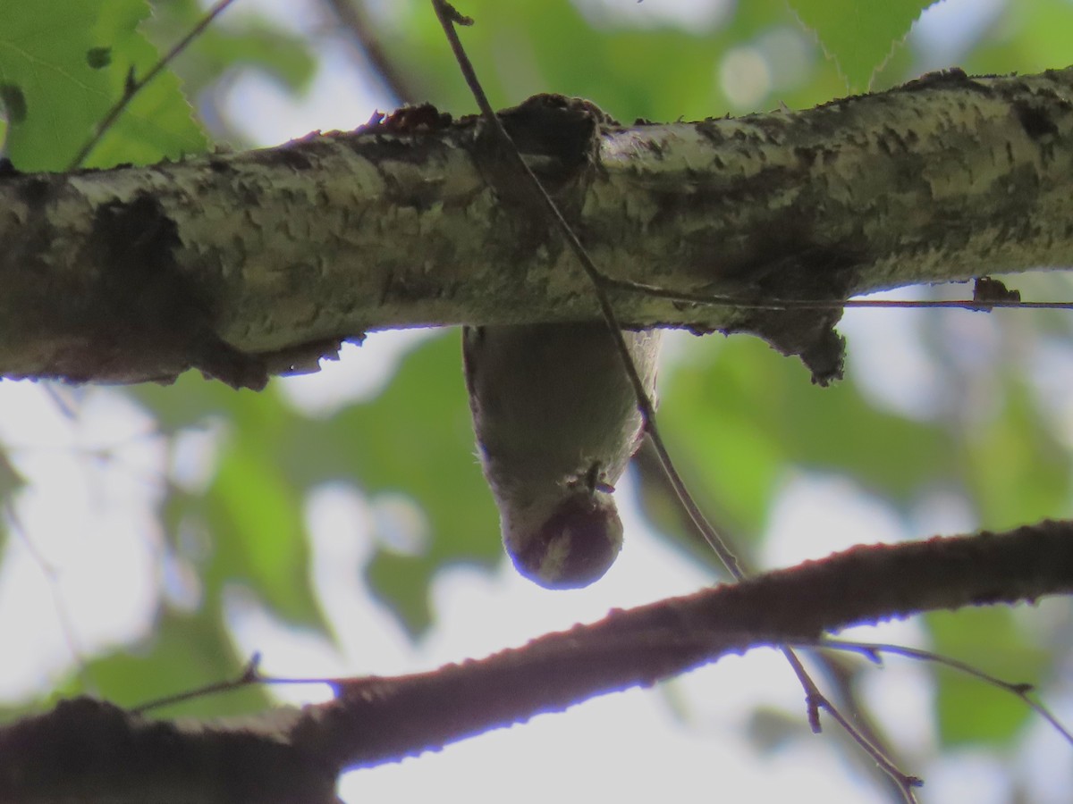 Snowy-browed Nuthatch - ML620696966