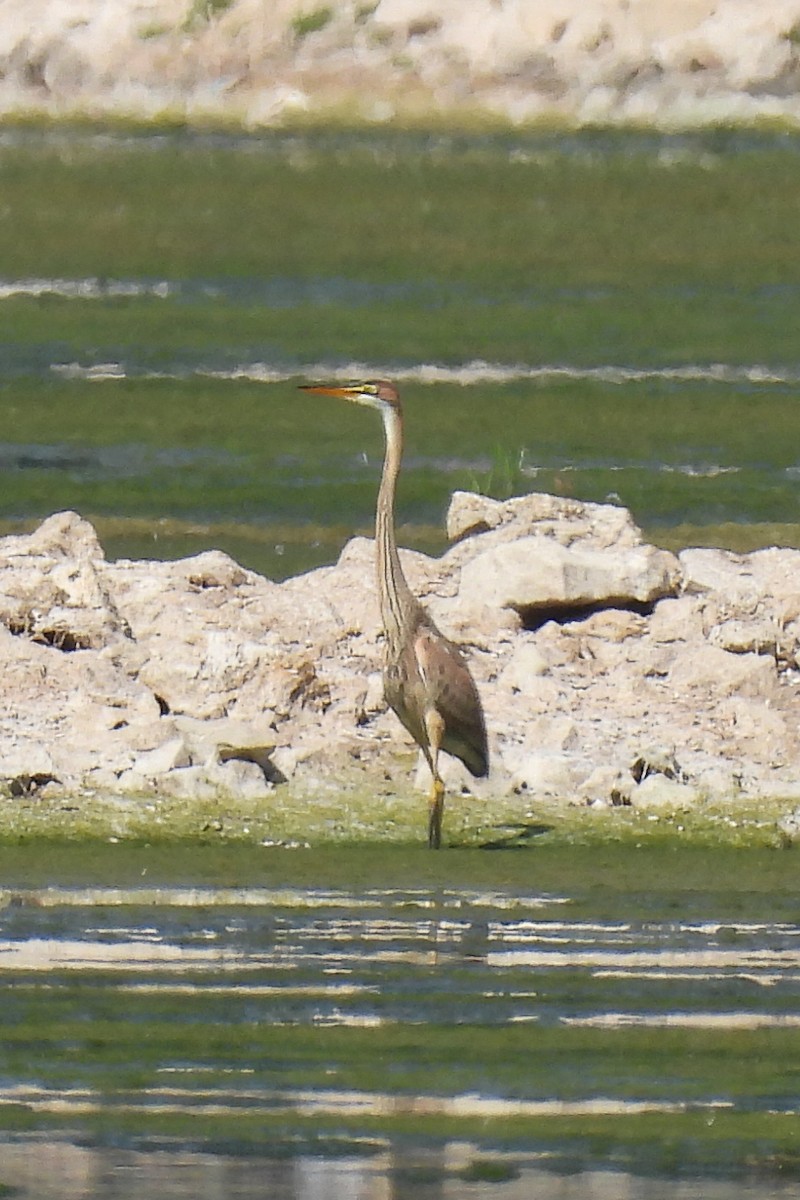 Purple Heron - ML620696969