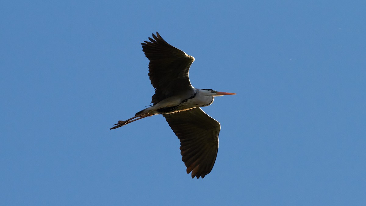 Gray Heron - ML620696974