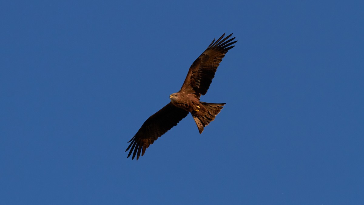 Black Kite - ML620696975