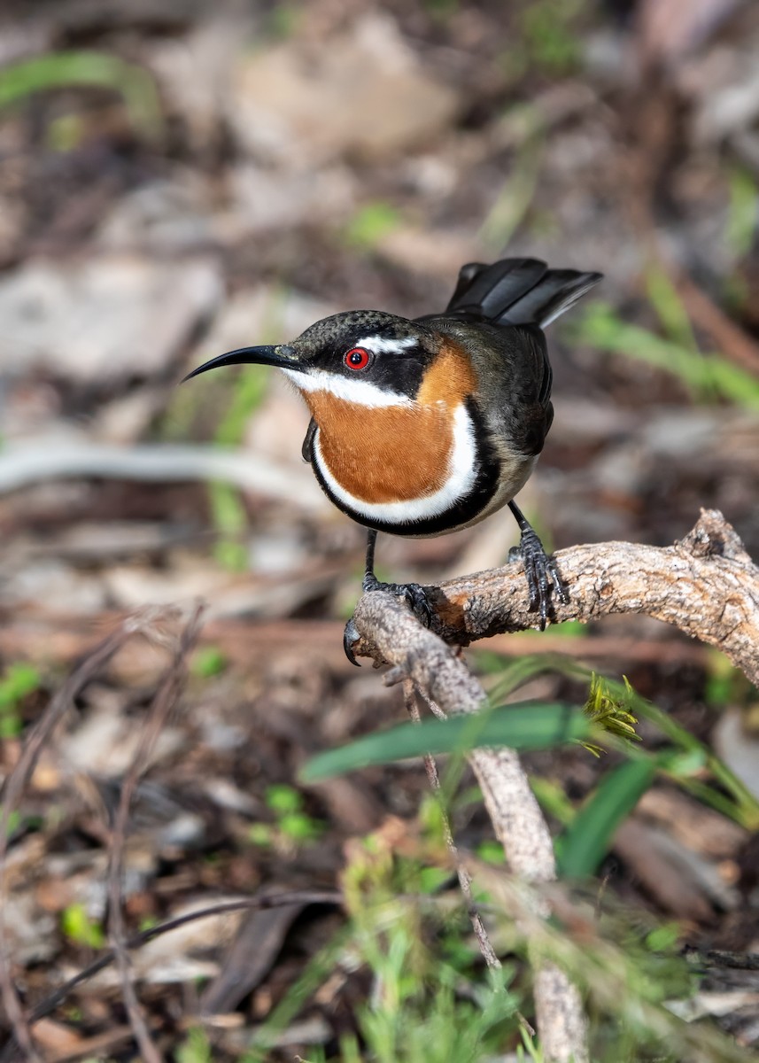 Western Spinebill - ML620696977