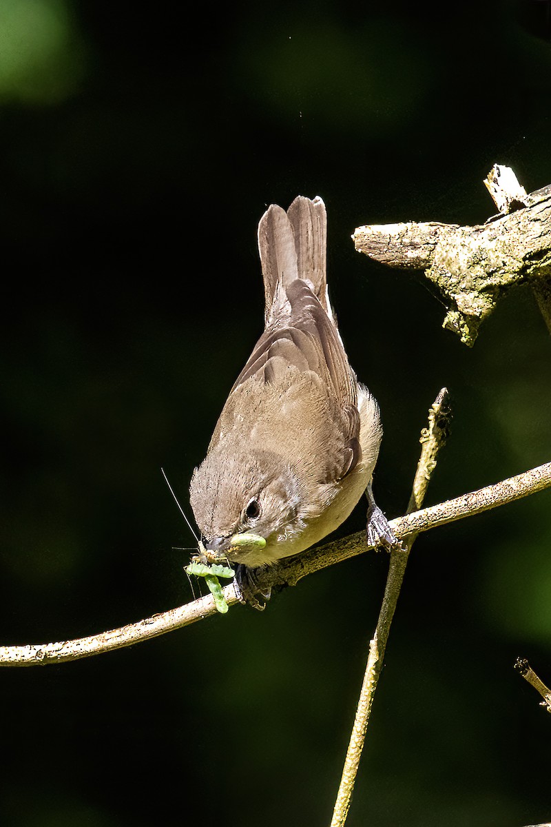 Garden Warbler - ML620696978