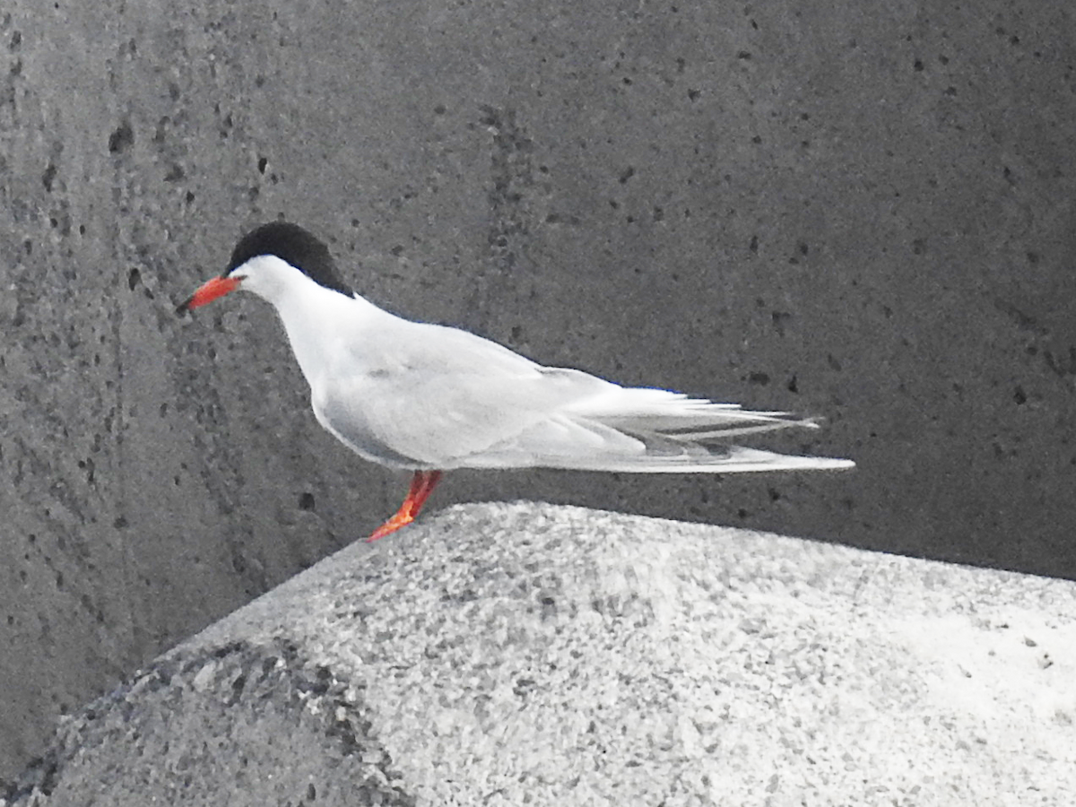 Common Tern - ML620696979