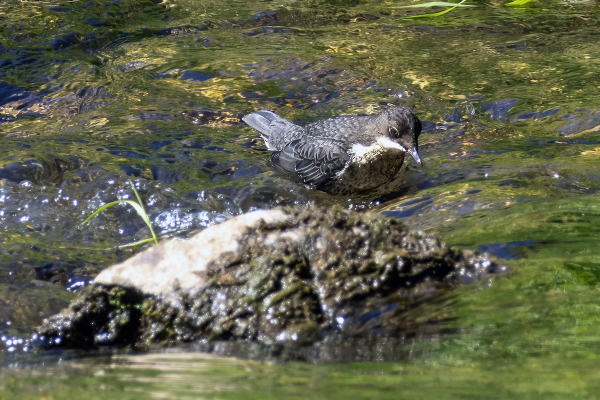 White-throated Dipper - ML620696981