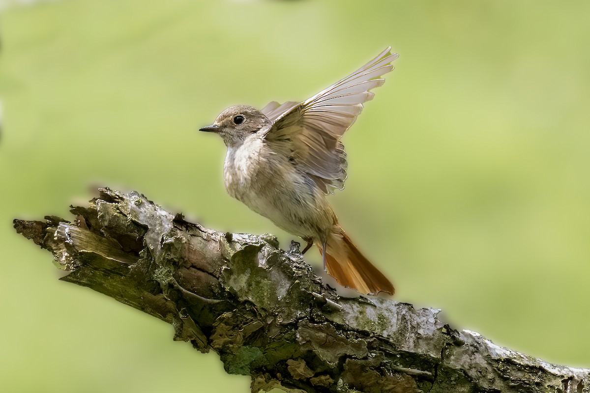 Common Redstart - ML620696982