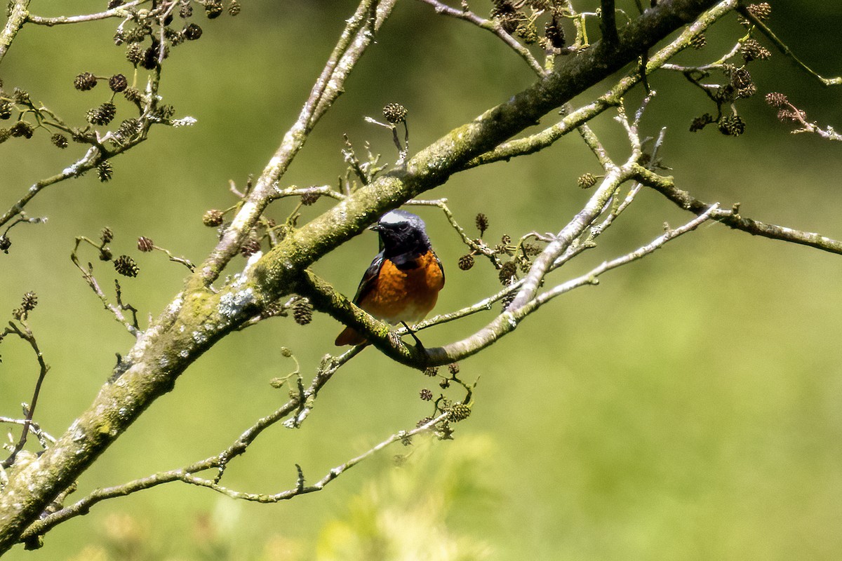 Common Redstart - ML620696983