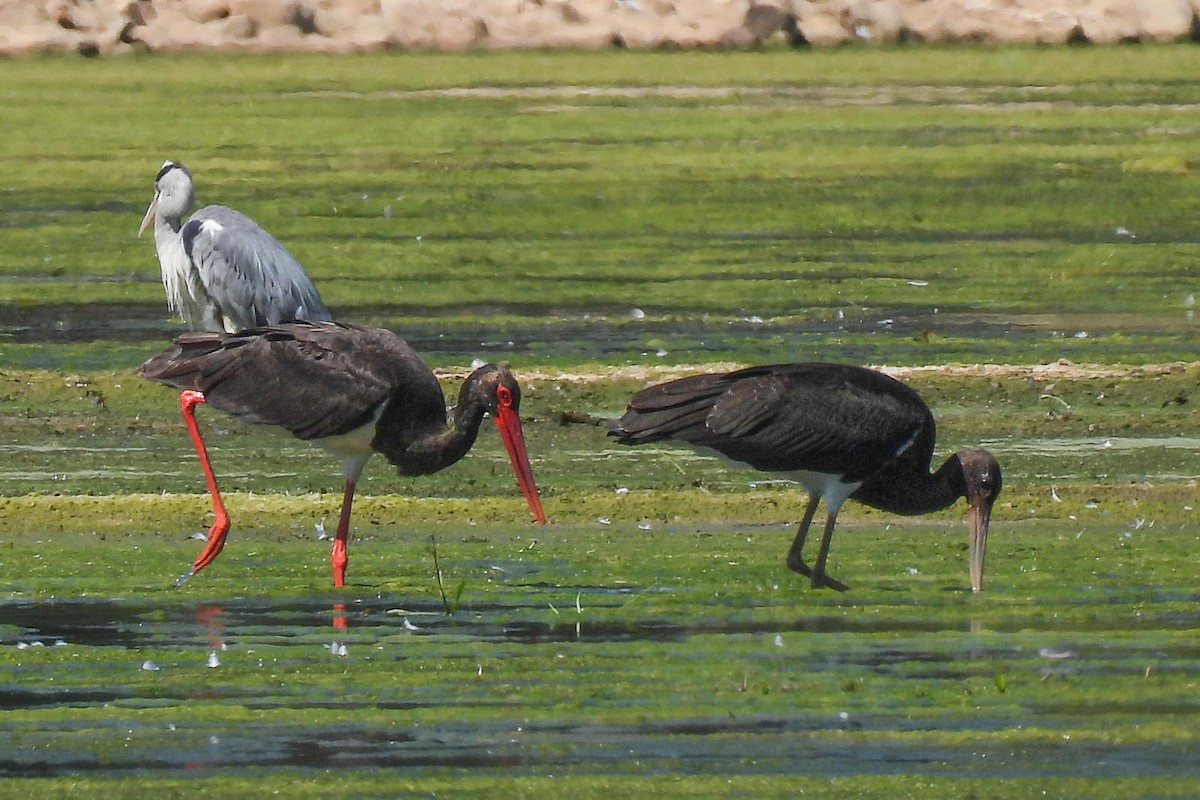 Black Stork - Wolfgang Henkes