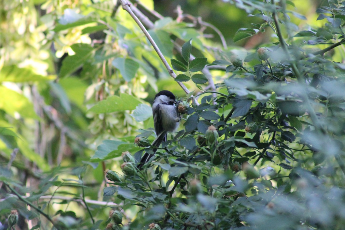 Black-capped Chickadee - ML620696991