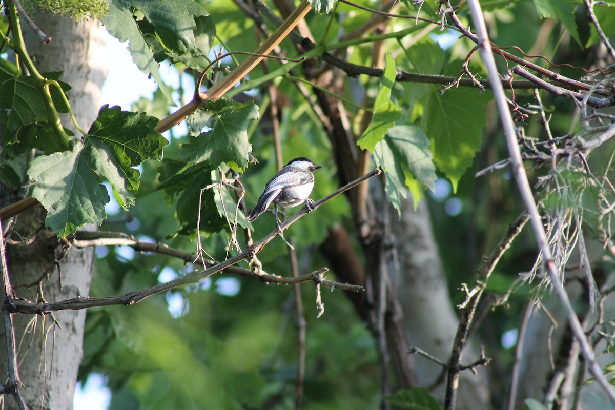 Black-capped Chickadee - Samuel Walker