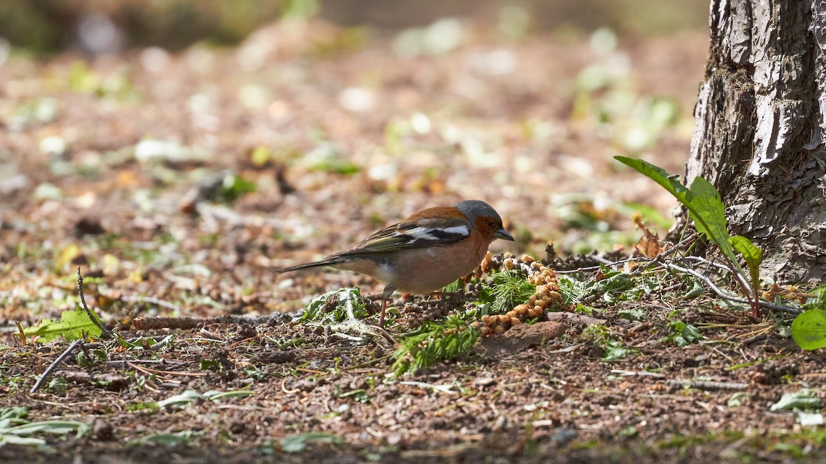 Common Chaffinch - ML620696994