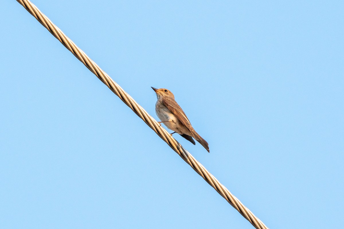 Spotted Flycatcher - ML620696998