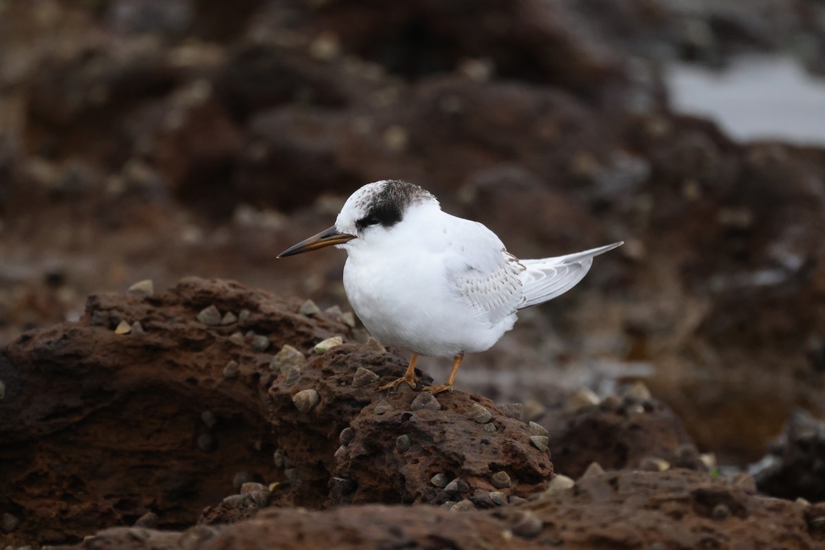 Australian Fairy Tern - ML620697001