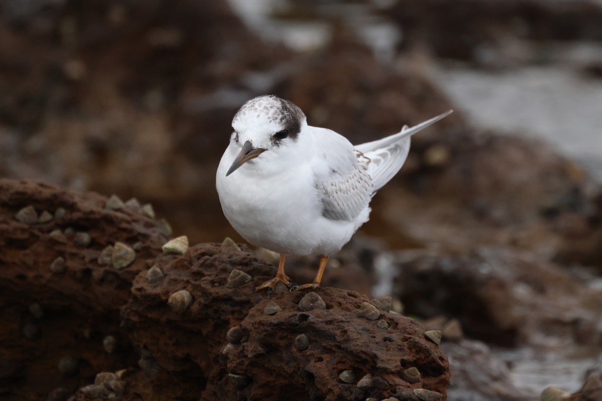 Australian Fairy Tern - ML620697002