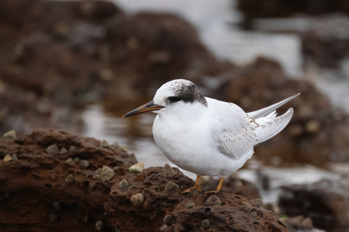 Australian Fairy Tern - ML620697003