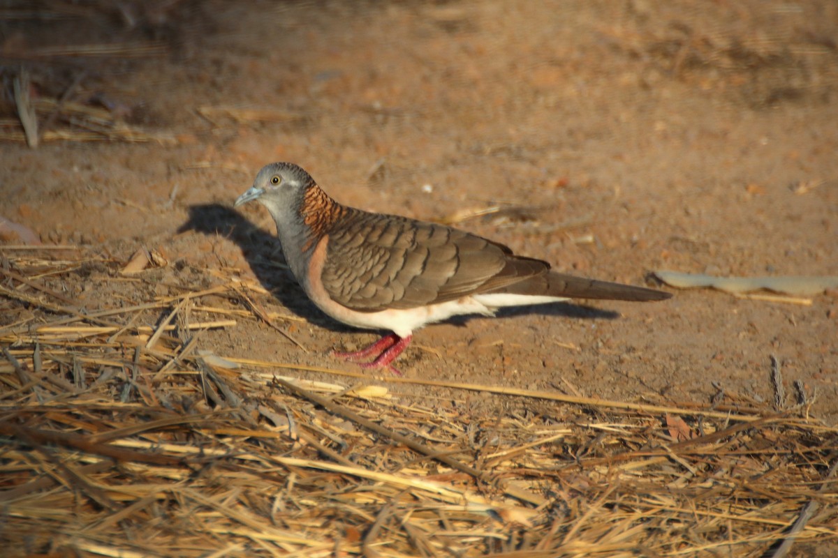 Bar-shouldered Dove - ML620697006