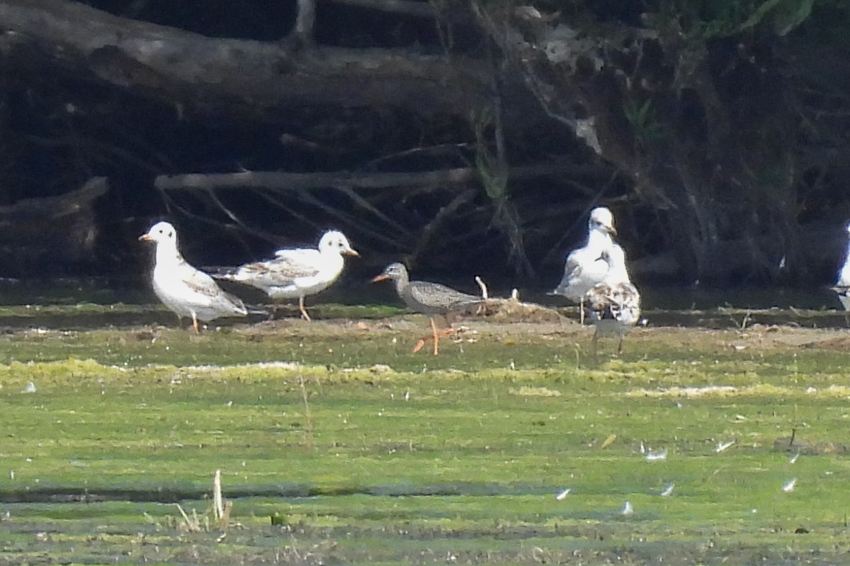 Spotted Redshank - ML620697008