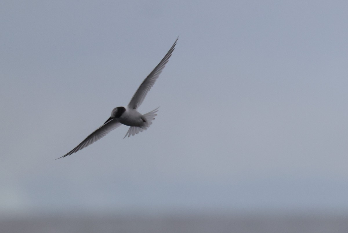 Australian Fairy Tern - ML620697010