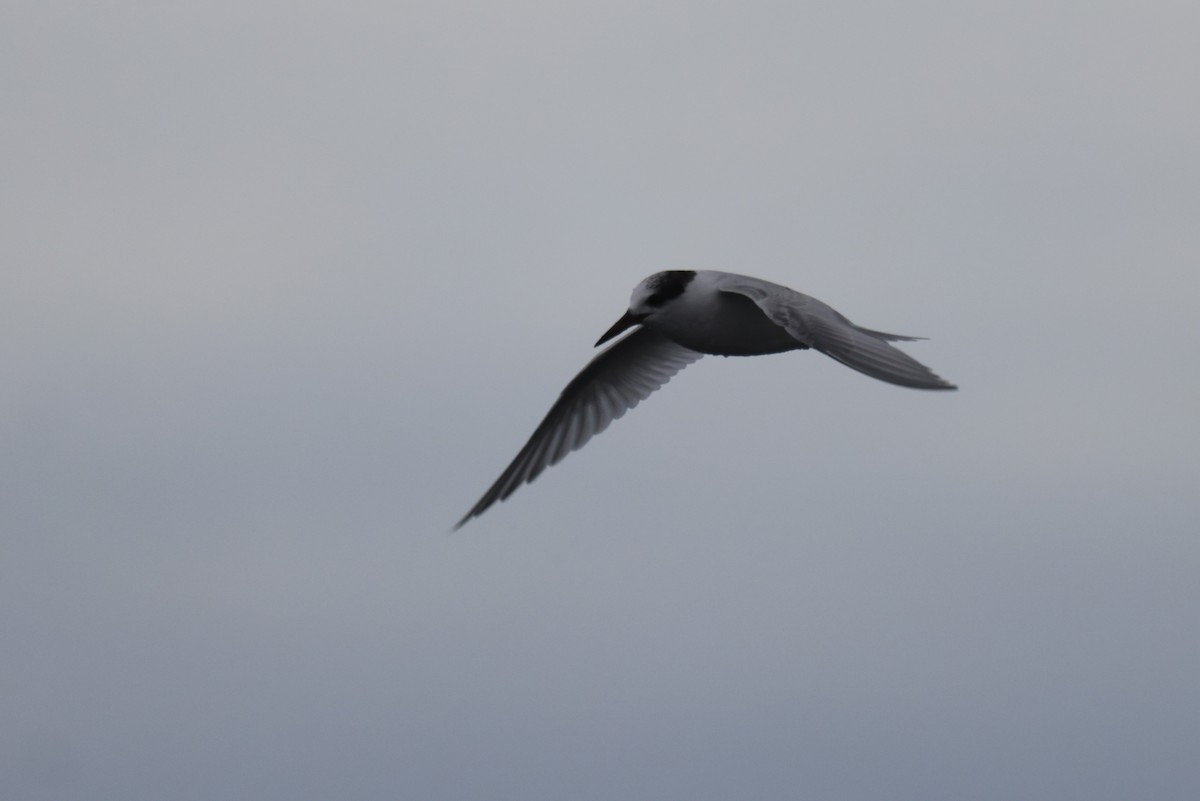 Australian Fairy Tern - ML620697011