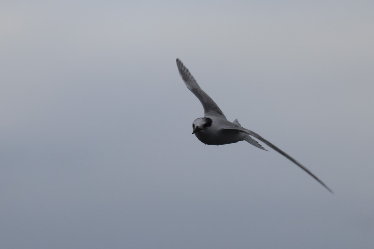 Australian Fairy Tern - ML620697013