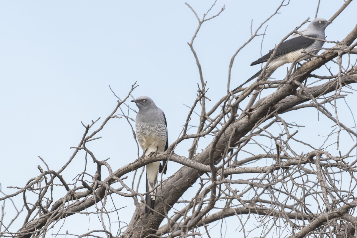 Ground Cuckooshrike - ML620697015