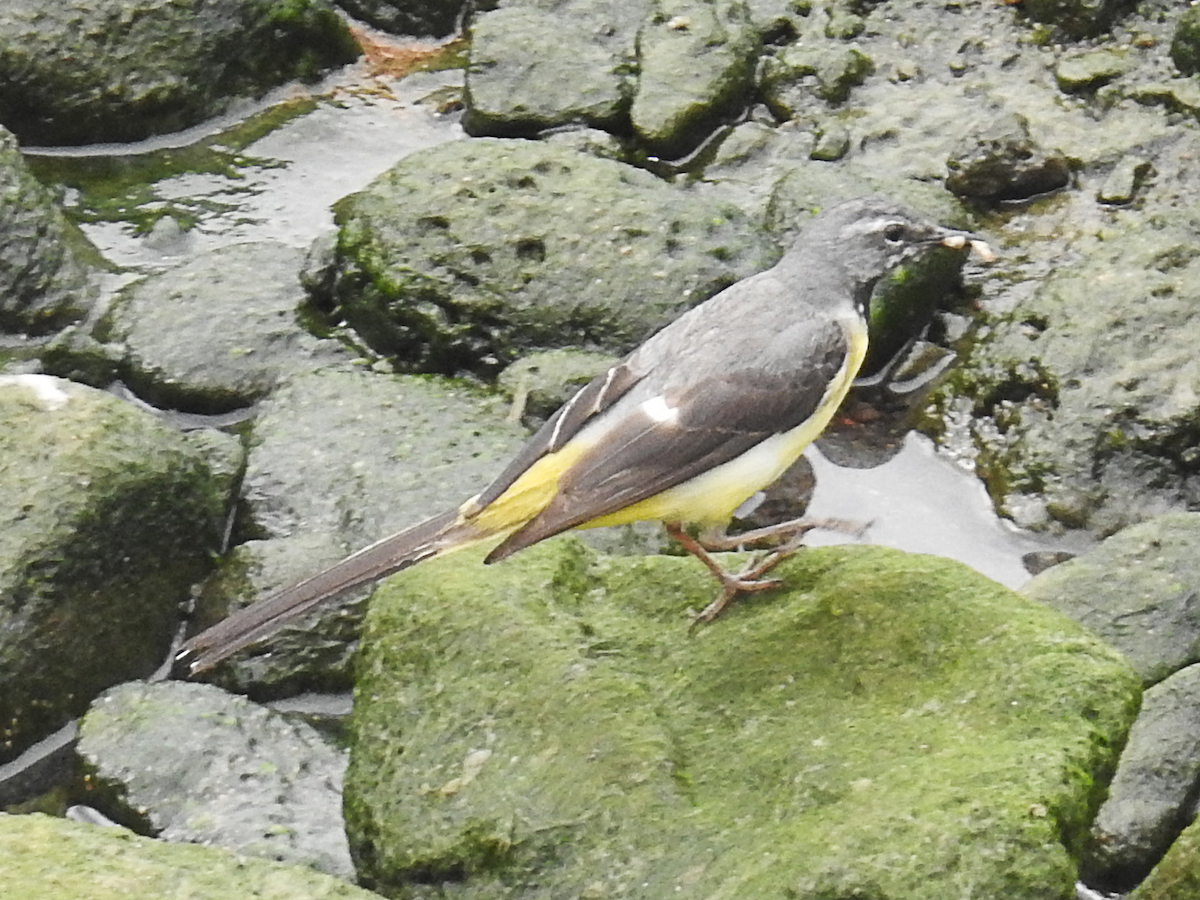 konipas horský - ML620697017