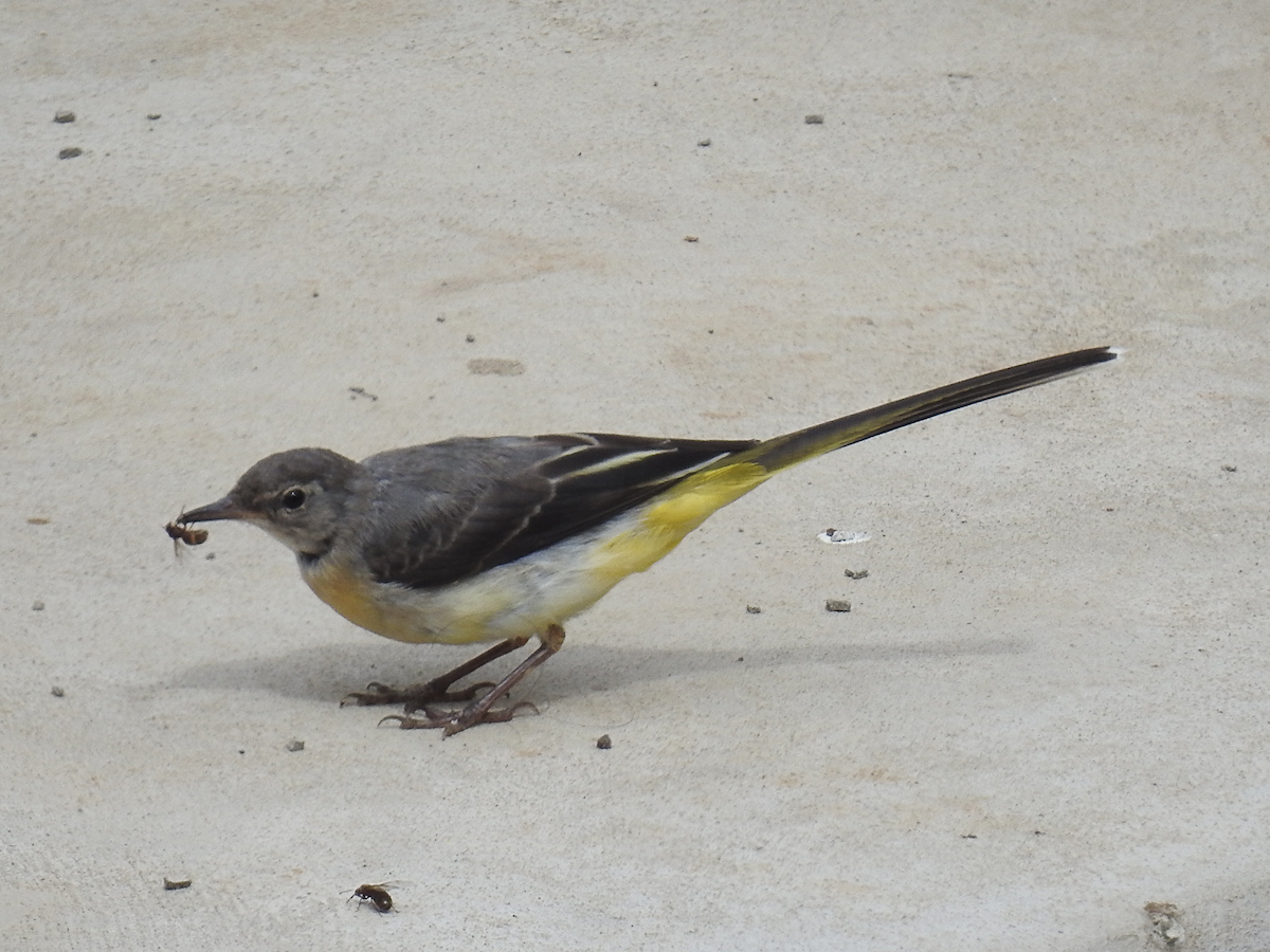 konipas horský - ML620697018