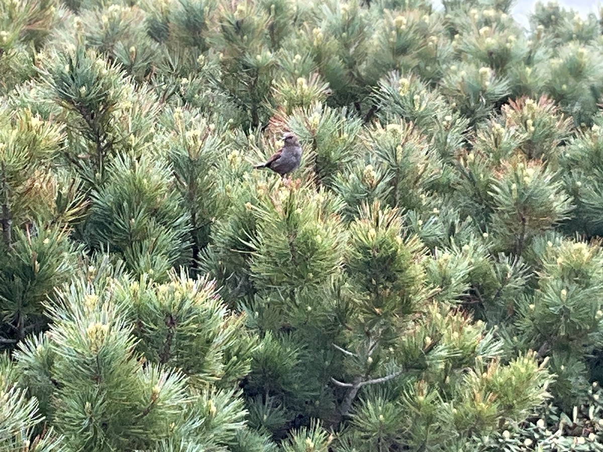 Japanese Accentor - ML620697027