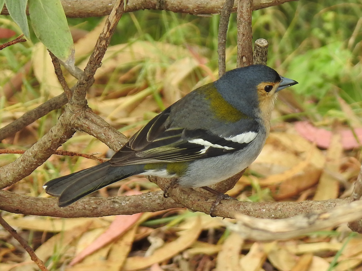 Madeira Chaffinch - ML620697031