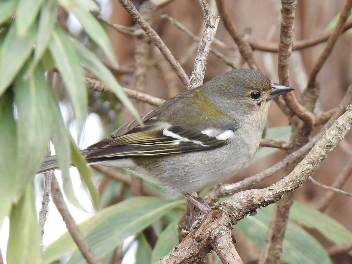 pěnkava madeirská - ML620697032