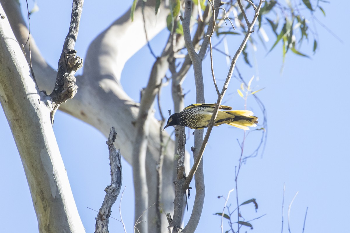 Regent Honeyeater - Xu Shi