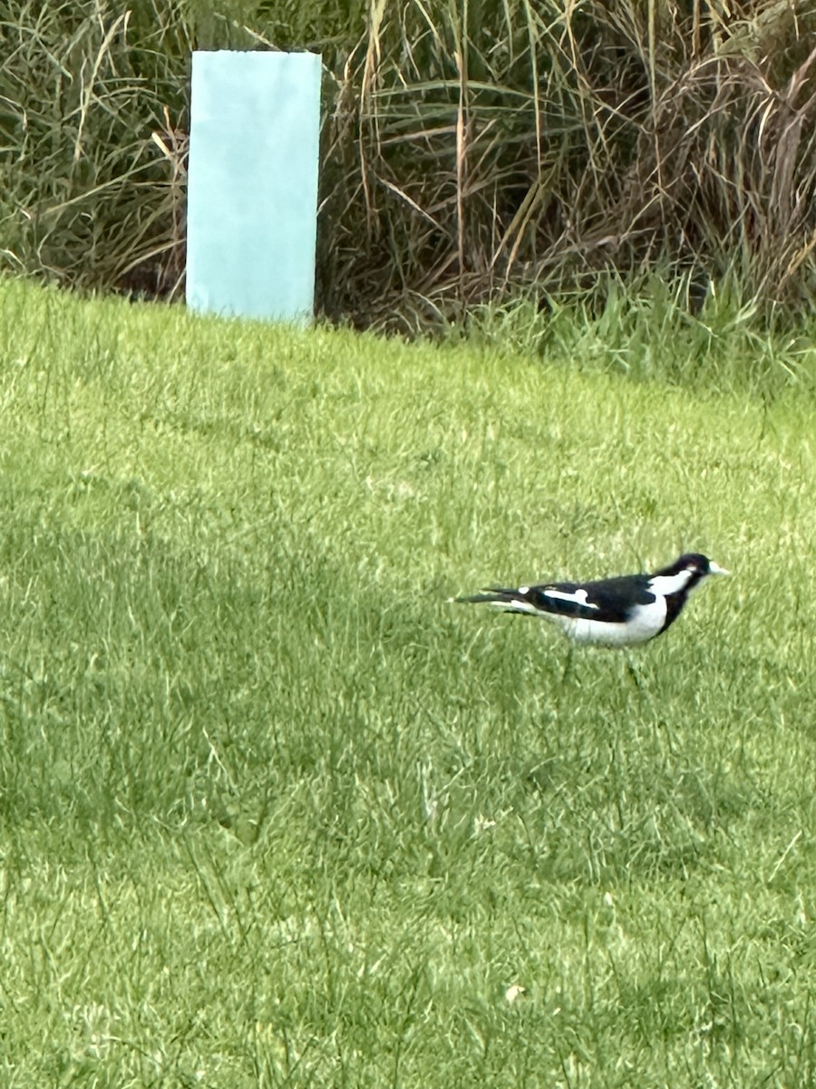 Magpie-lark - ML620697051