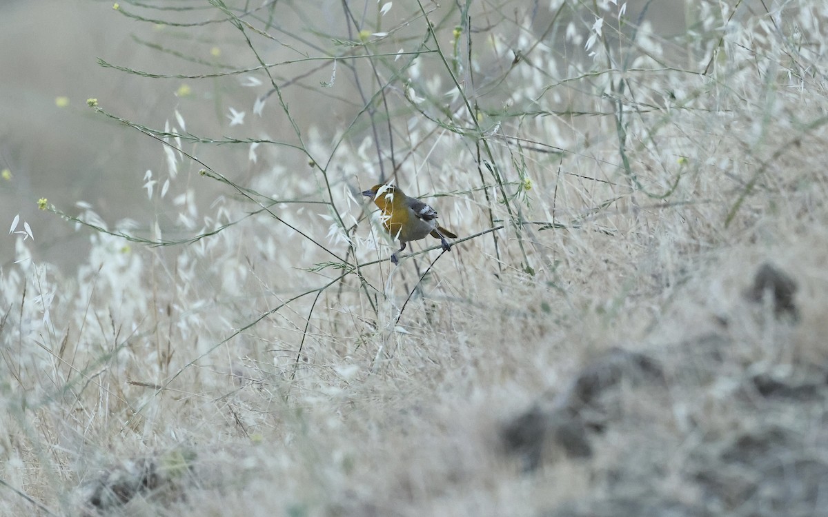 Bullock's Oriole - ML620697054