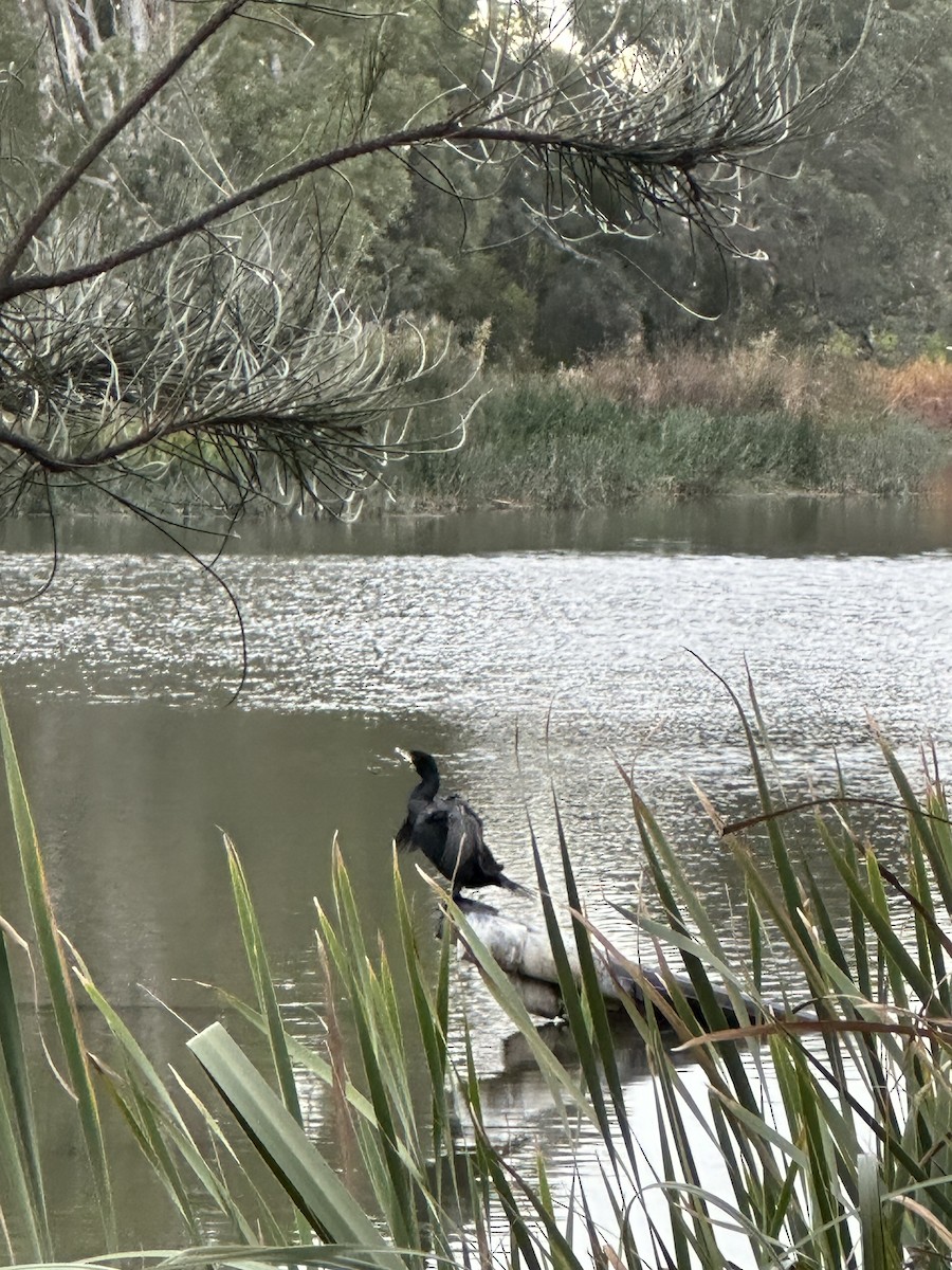 Great Cormorant - ML620697055